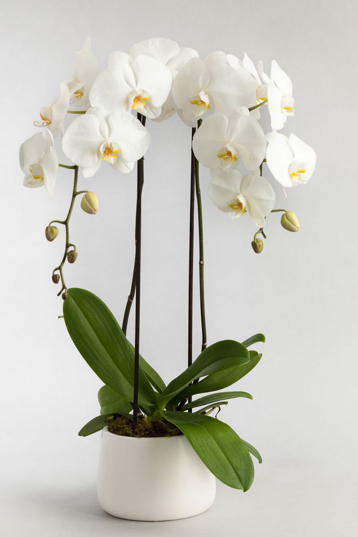 Orchid - Ceramic Pot