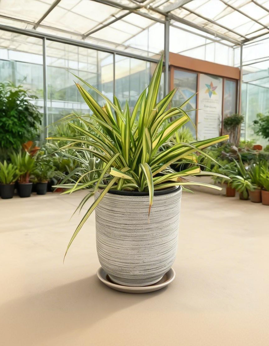Pandanus - Spider Plant