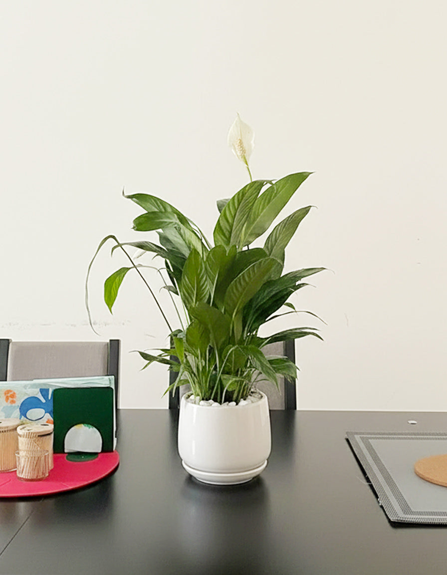 Peace Lily - Ceramic Pot