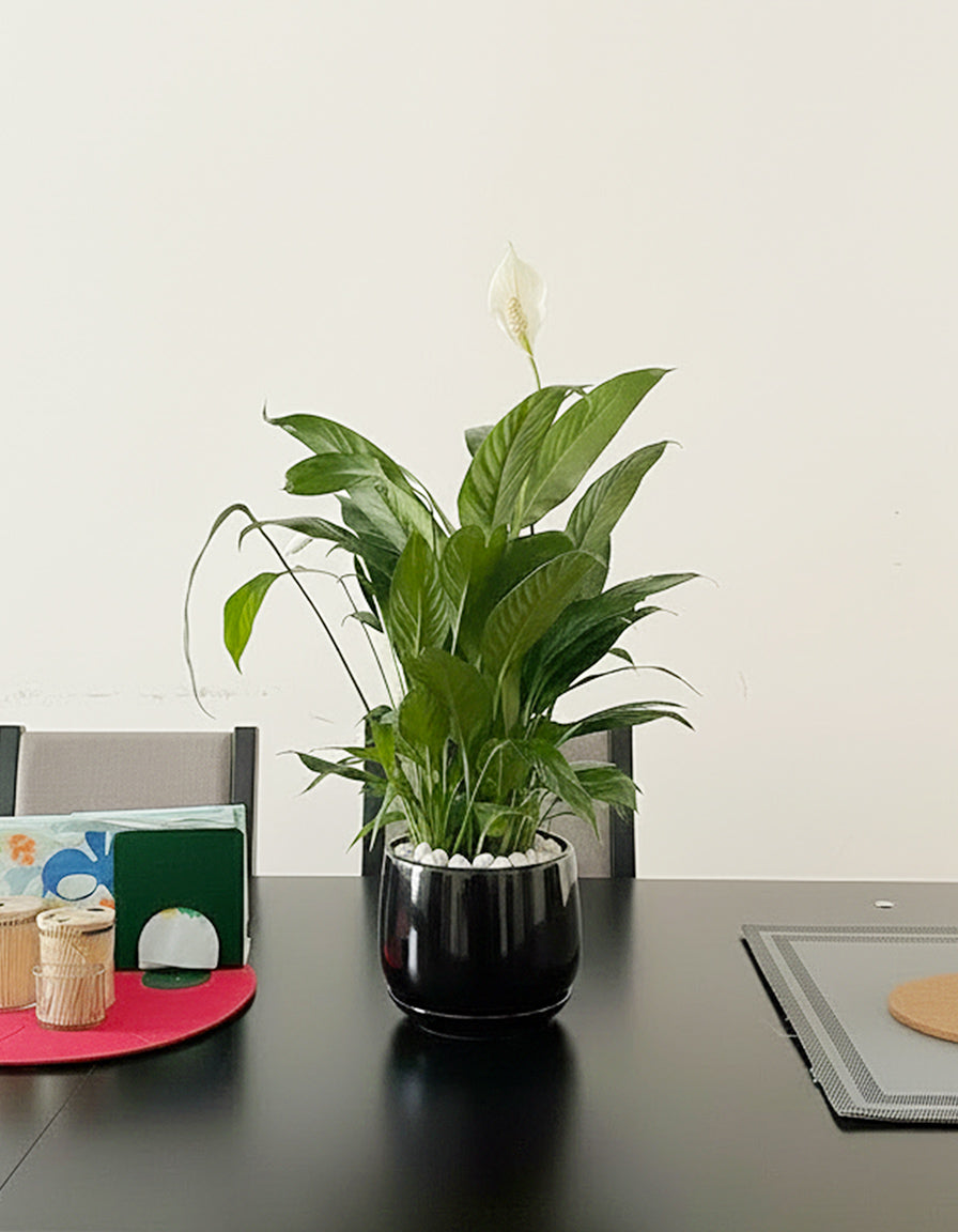 Peace Lily - Ceramic Pot