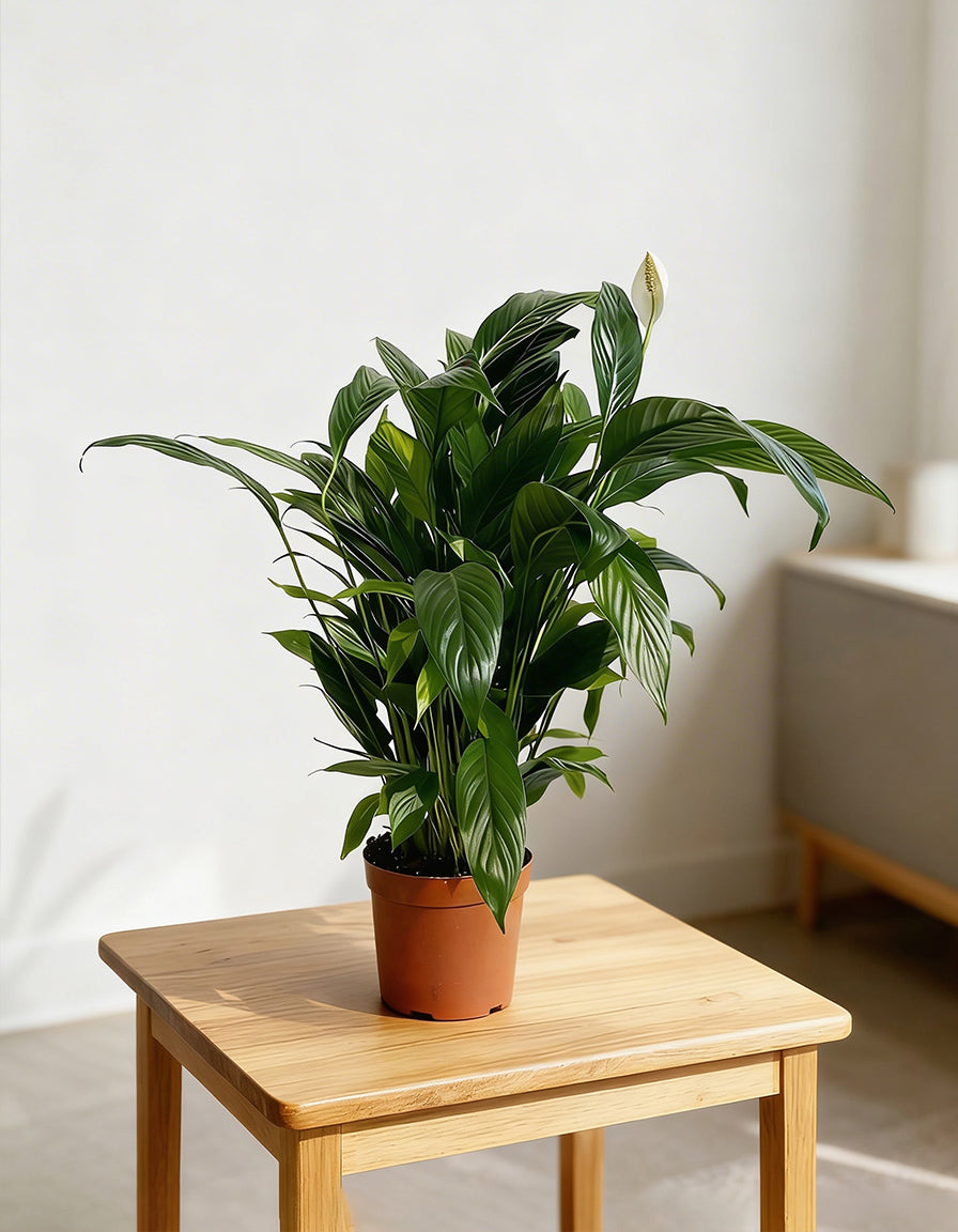 Peace Lily - Nursery Pot