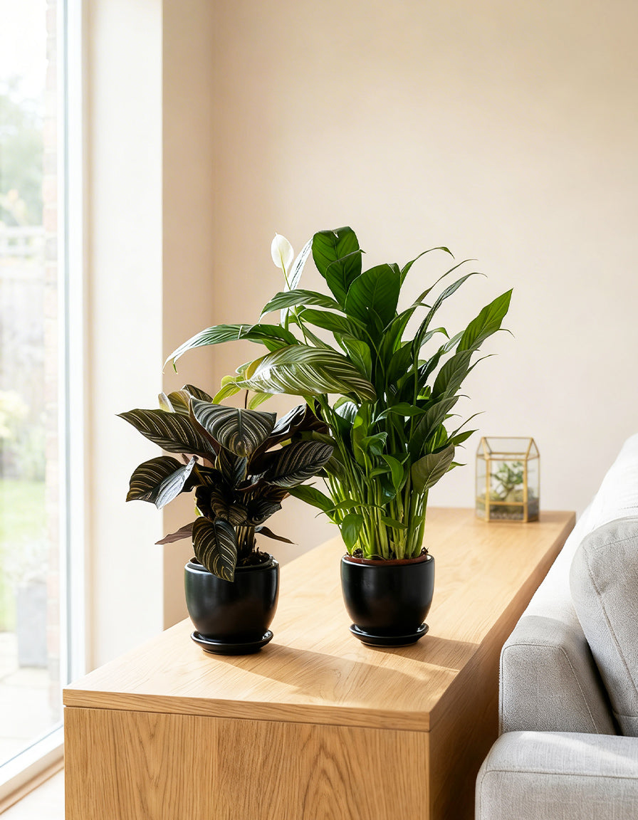 Peace Lily & Calathea Bundle