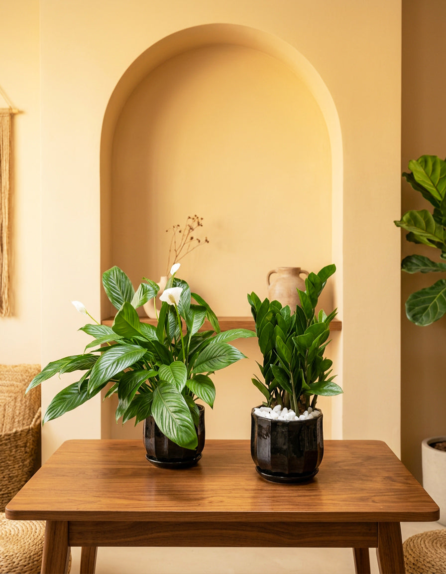 Peace Lily & ZZ Bundle of TWO