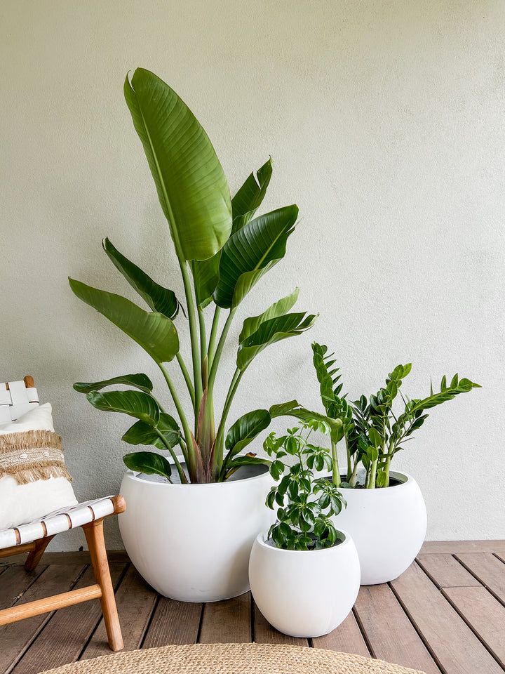 Tropical Bundle - Fiber Pot