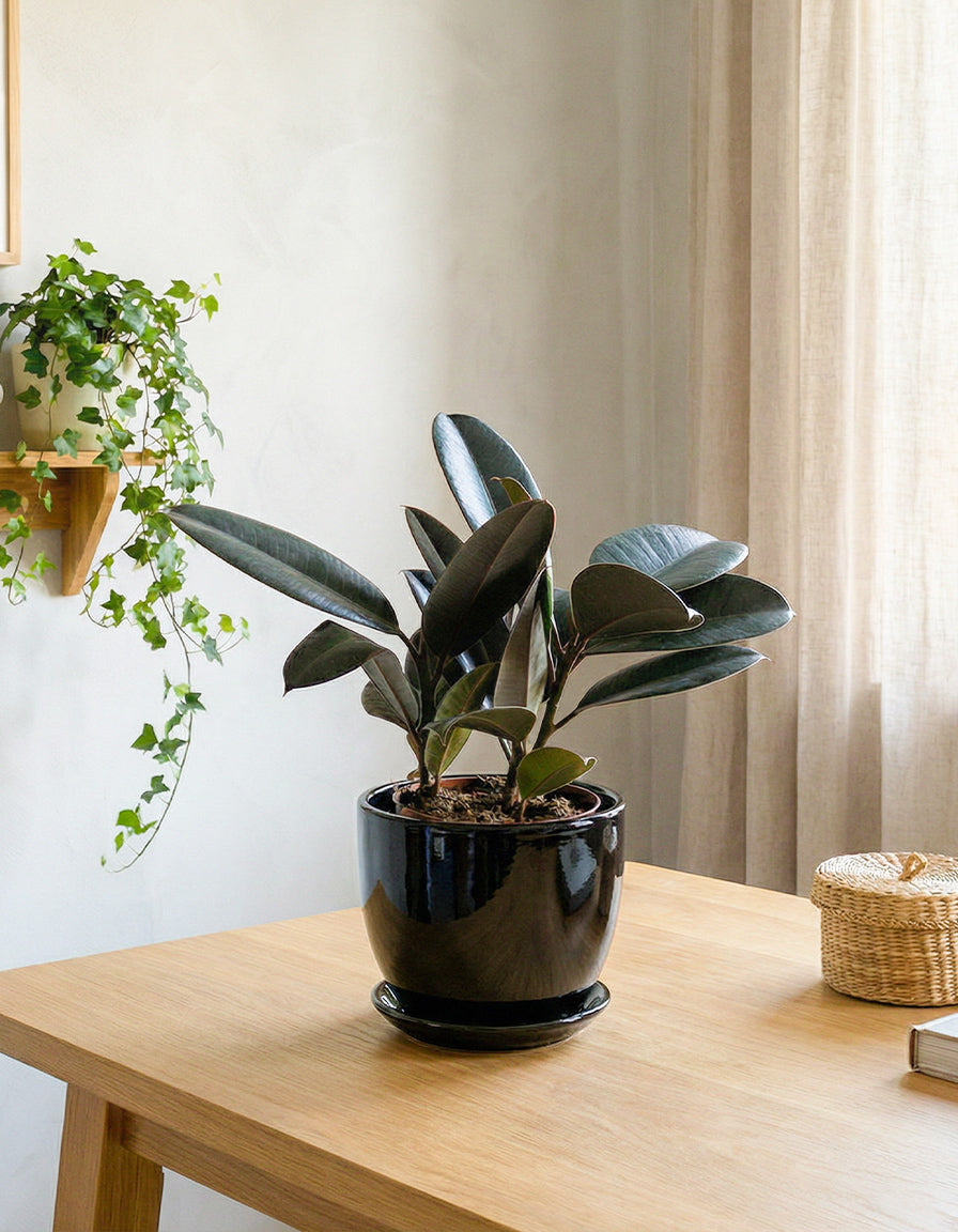 Rubber Plant - Ceramic Pot