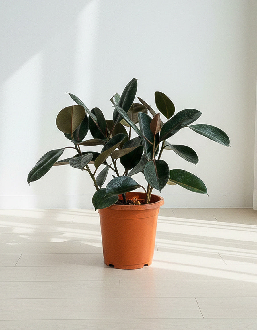 Rubber Plant - Nursery Pot