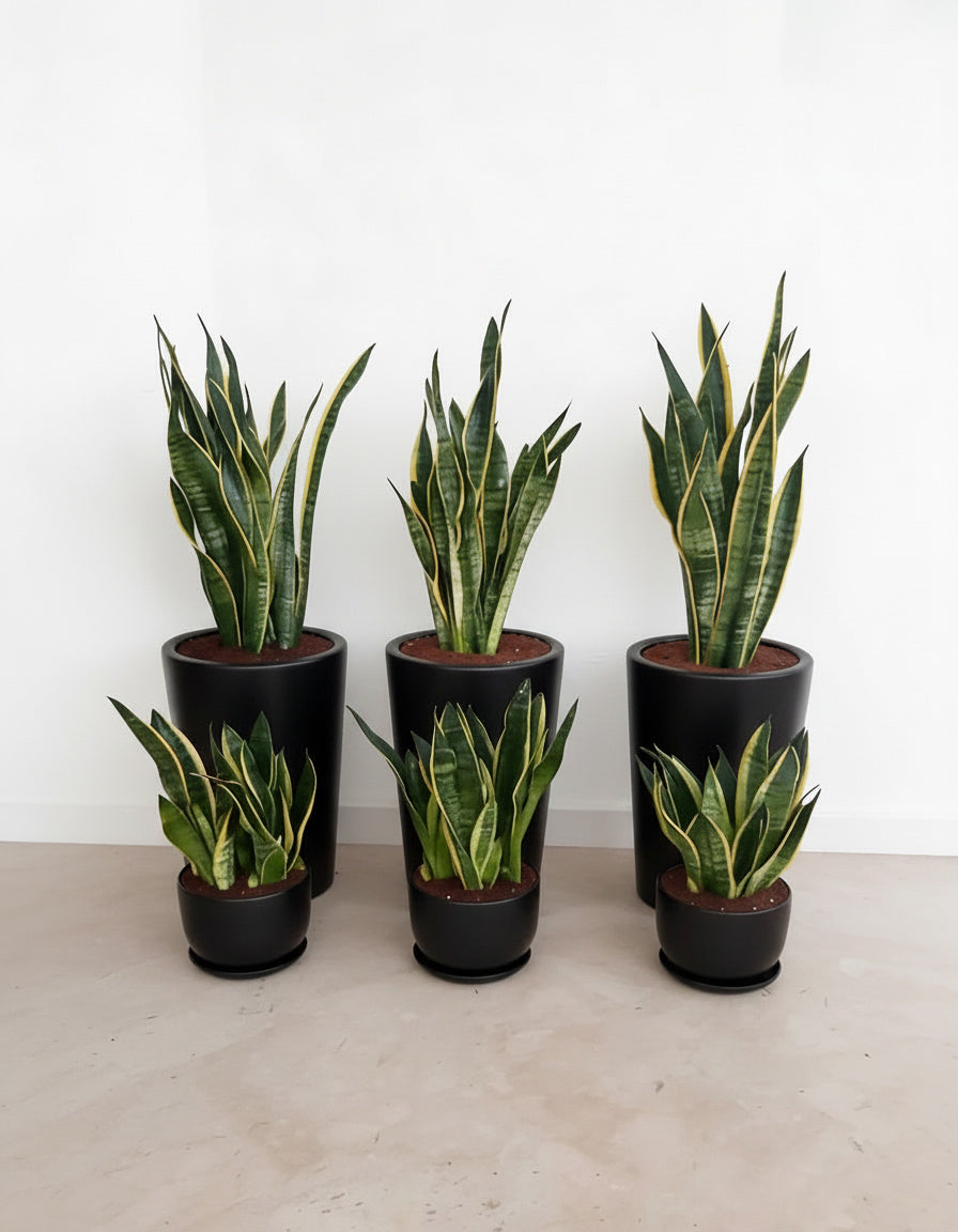 Sansevieria Ensemble - Snake Plant