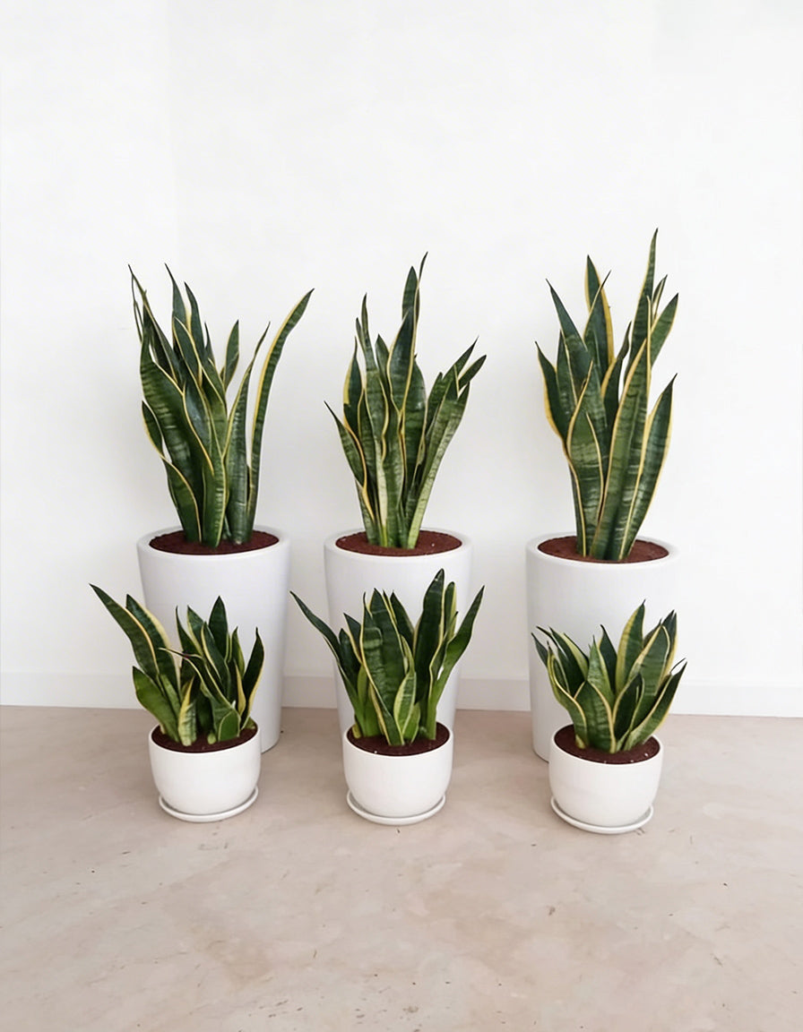 Sansevieria Ensemble - Snake Plant