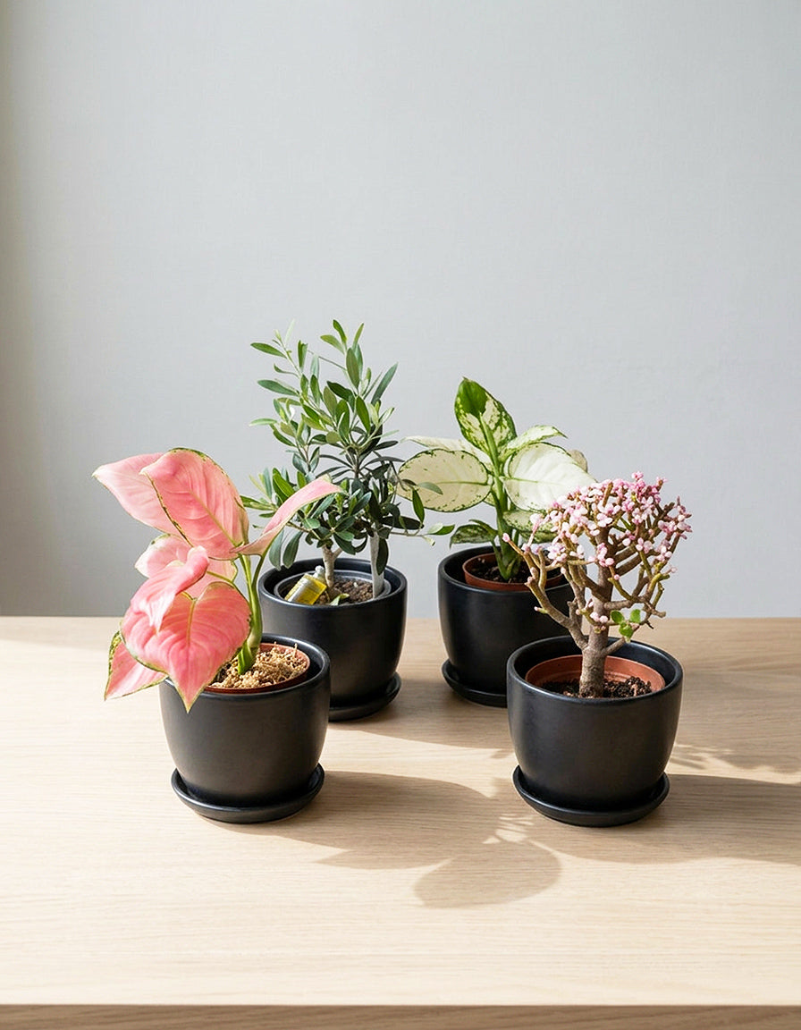 Set of 4 plants