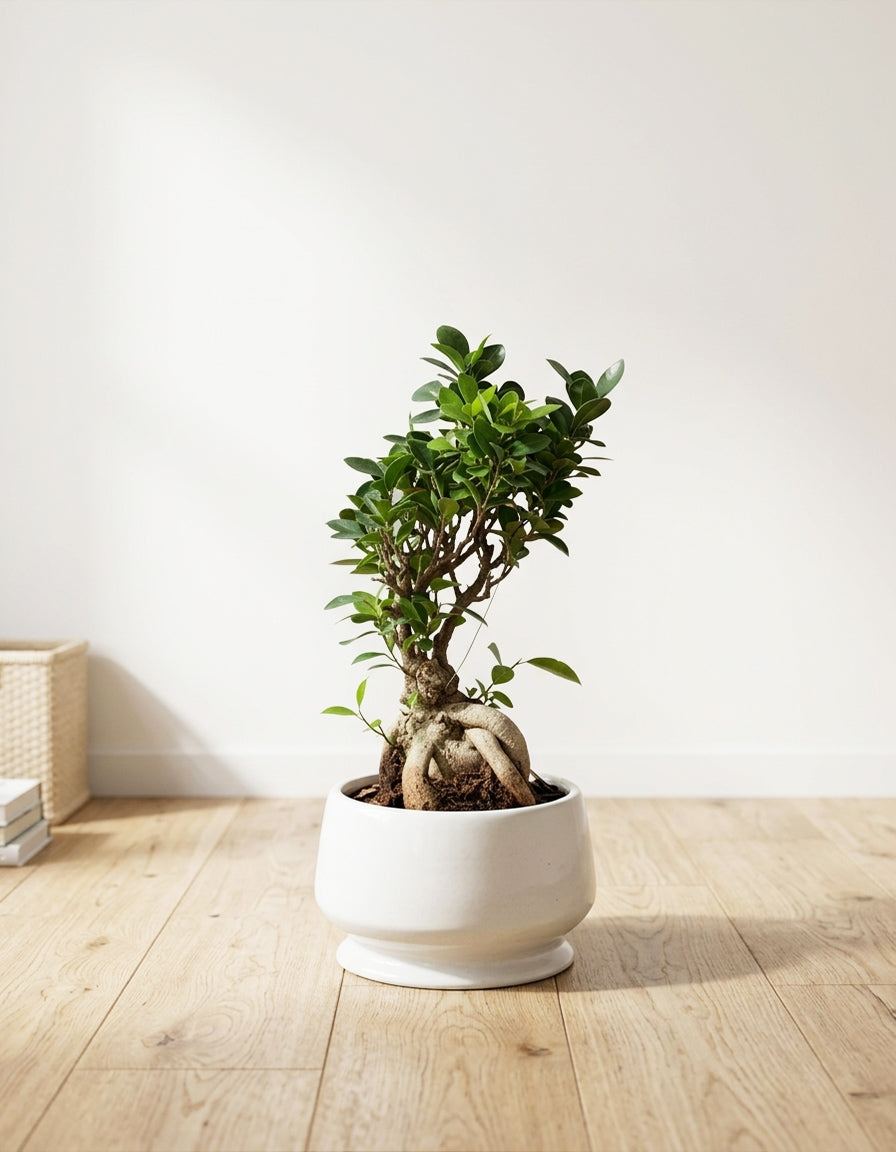Small Bonsai - Ceramic Pot