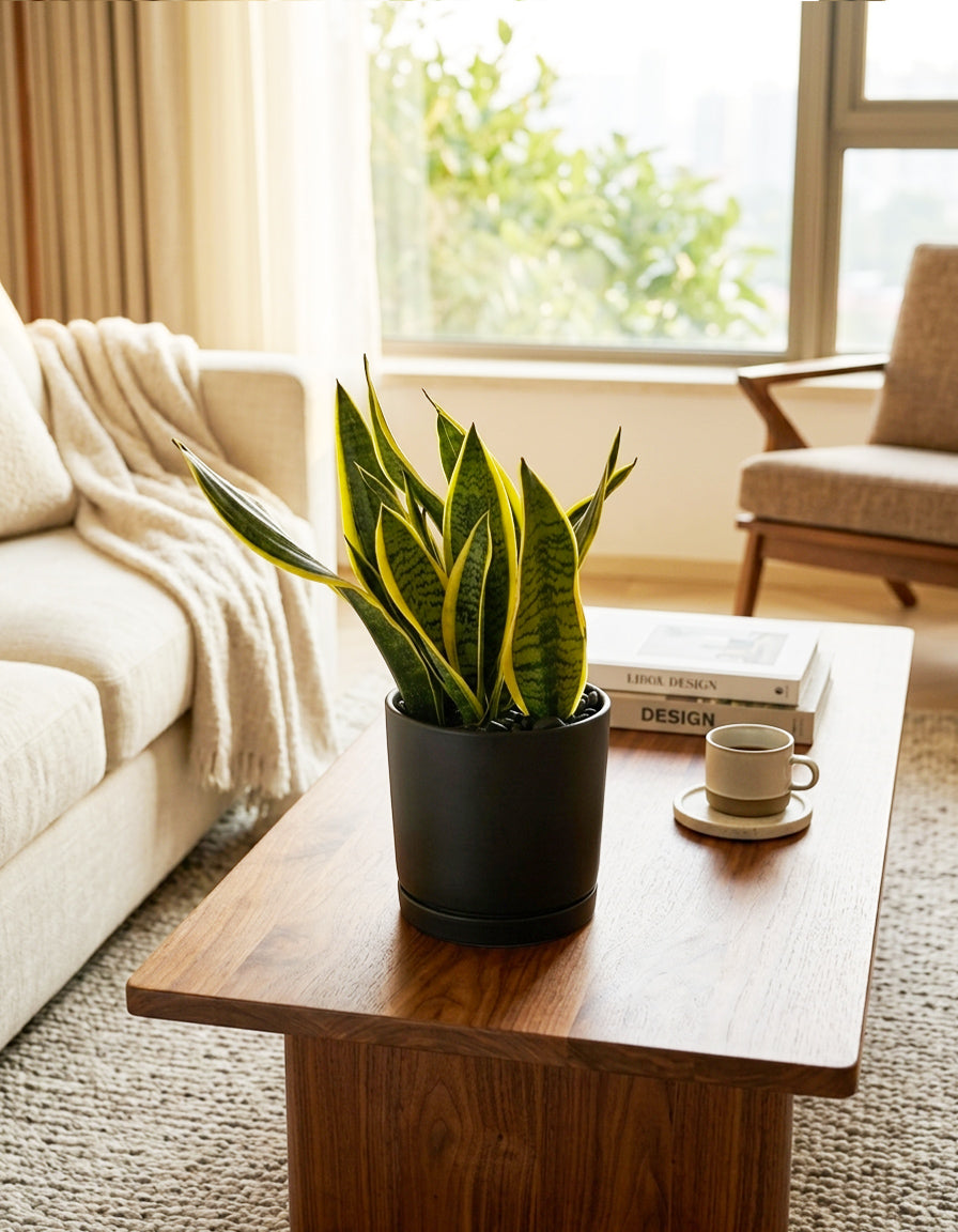 Snake Plant - Table Top