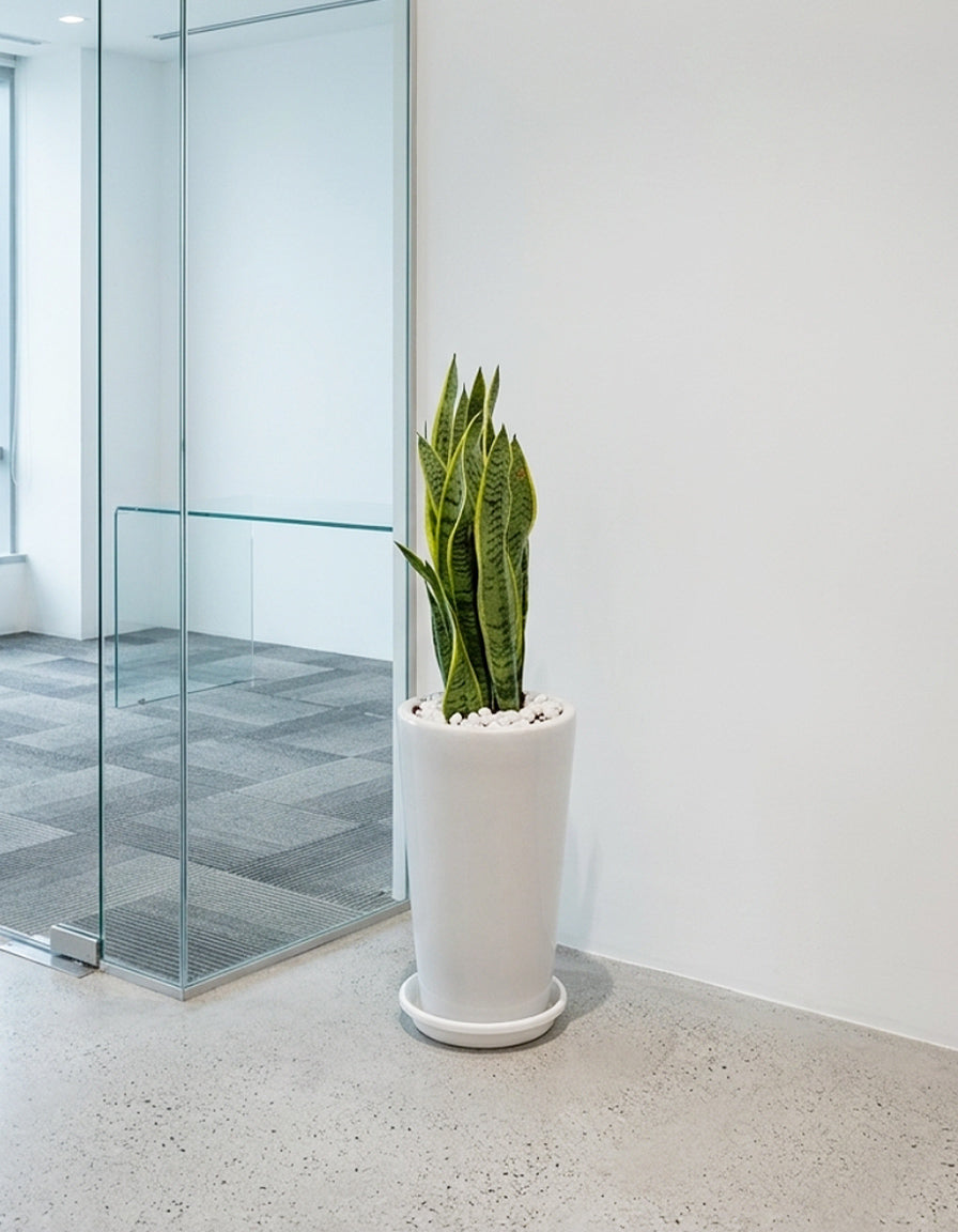 Snake Plant - Long Pot