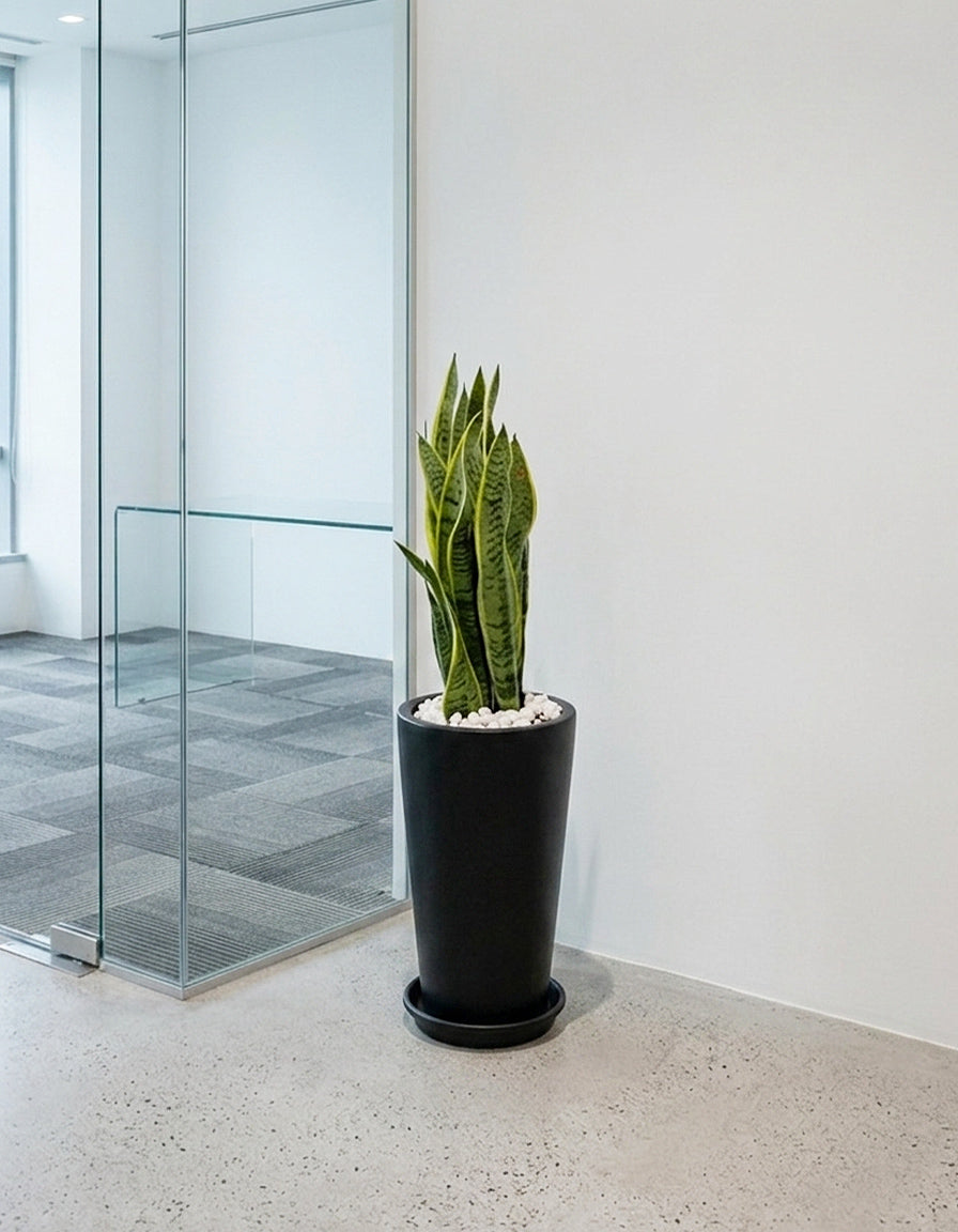 Snake Plant - Long Pot