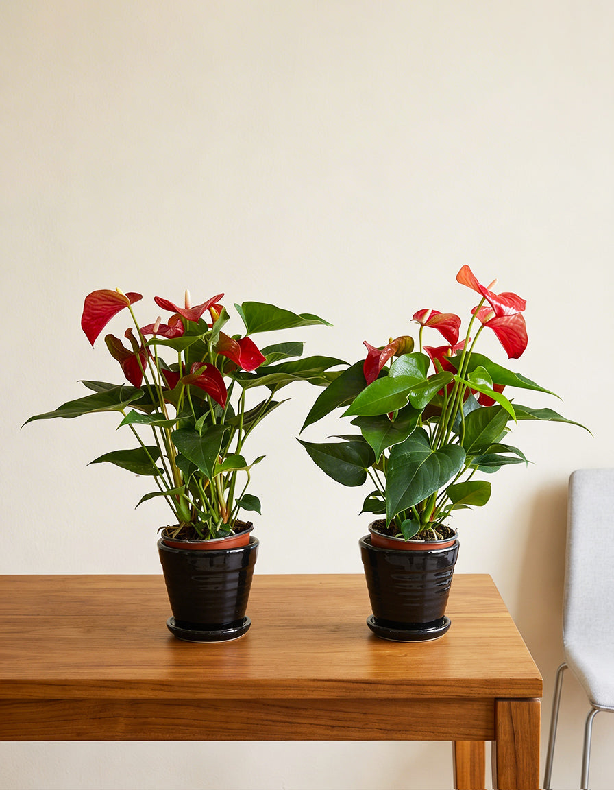 Table Top Bundle