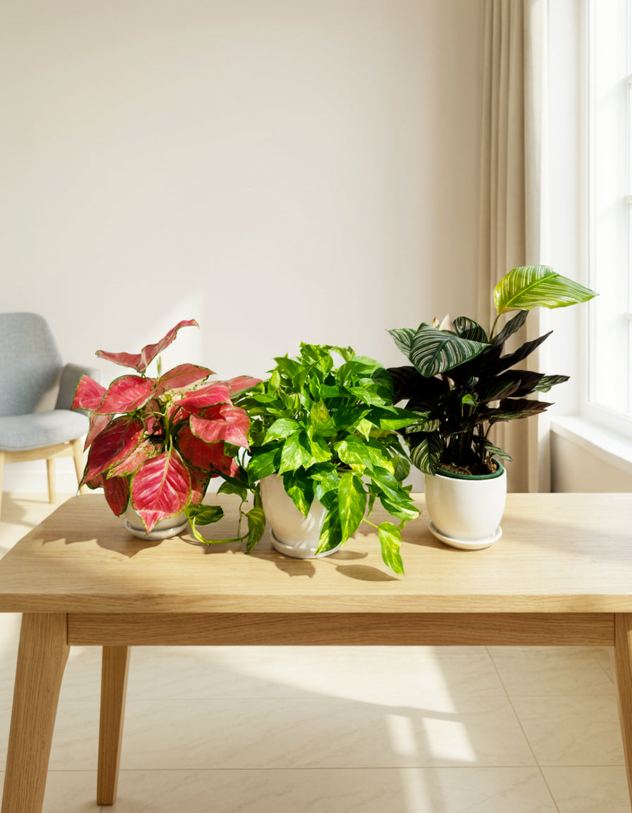 Table Top Plants Bundle of 3