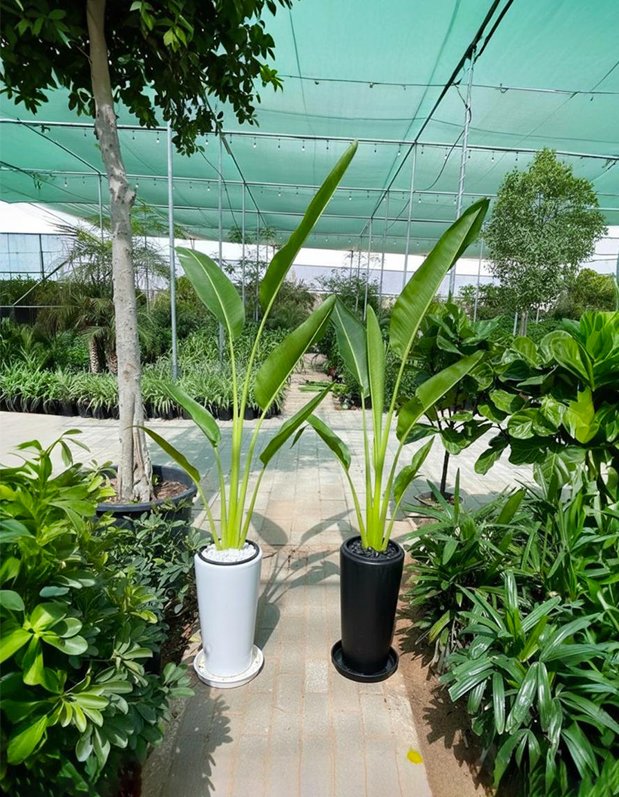 Travelers Palm - Potted Promotion Each