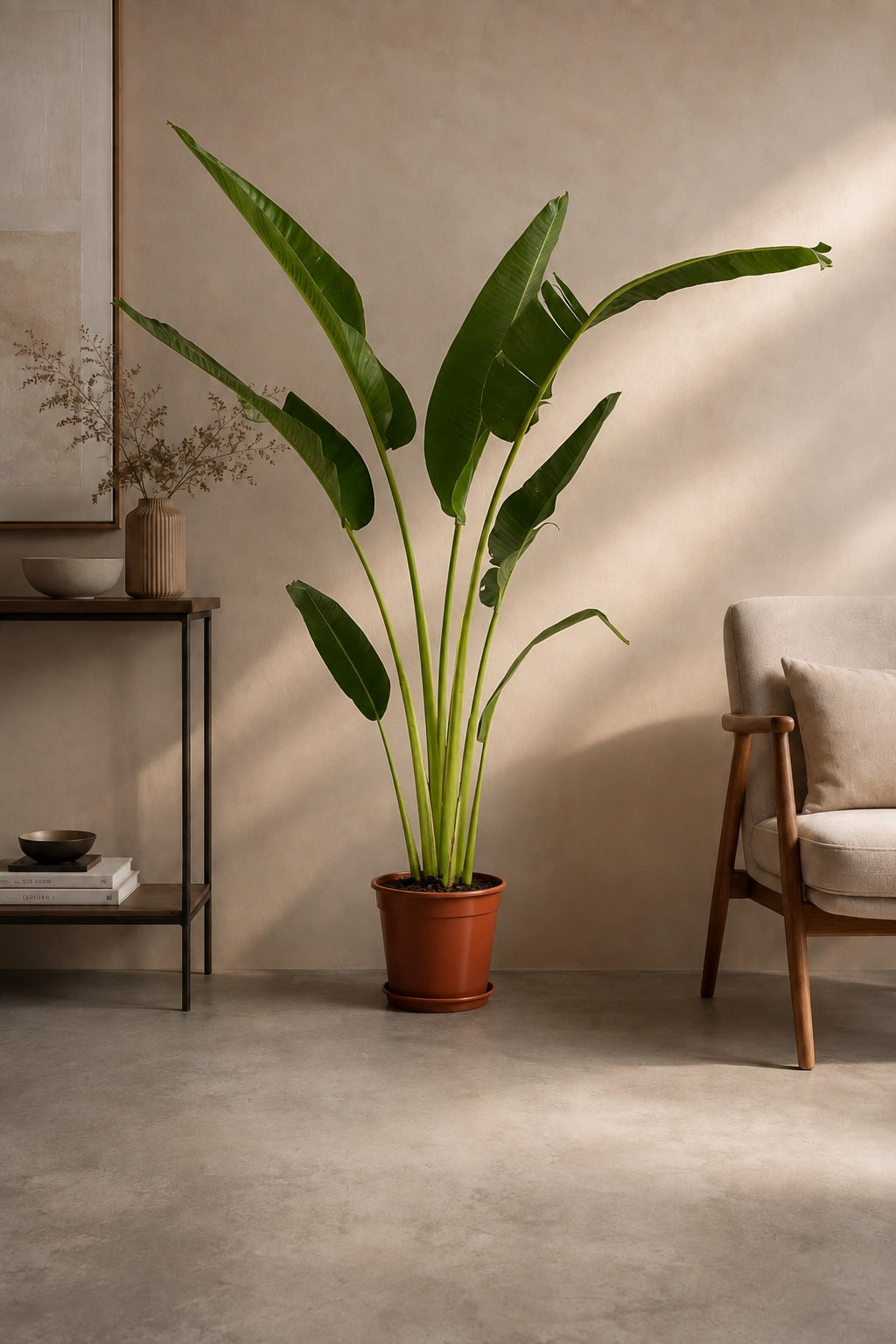 Travelers Palm
