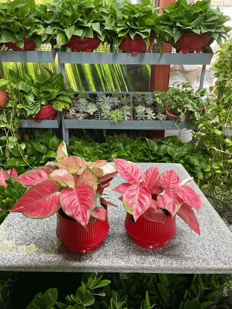 2 Aglaonema - Bundle of TWO