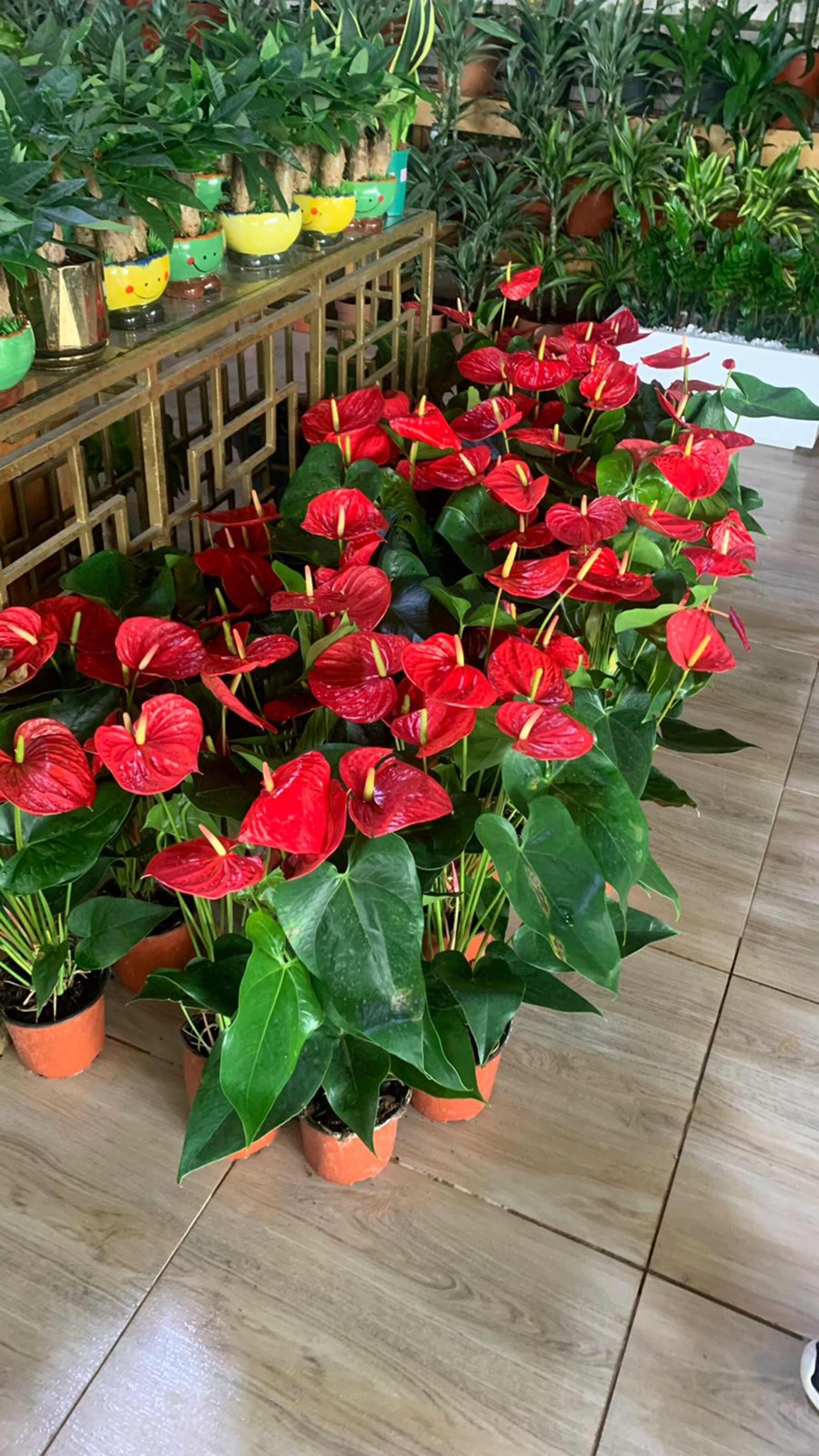 anthurium gardens Anthurium – Silver Garden