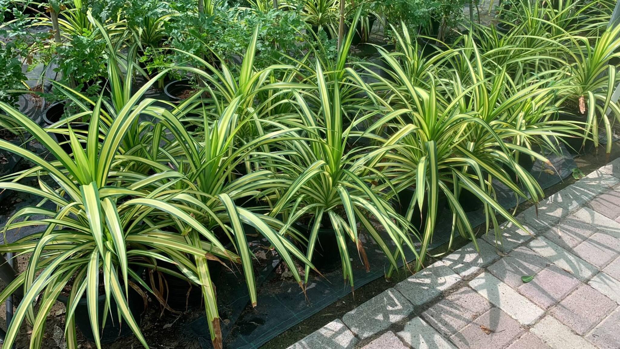silver spider plant Spider plant