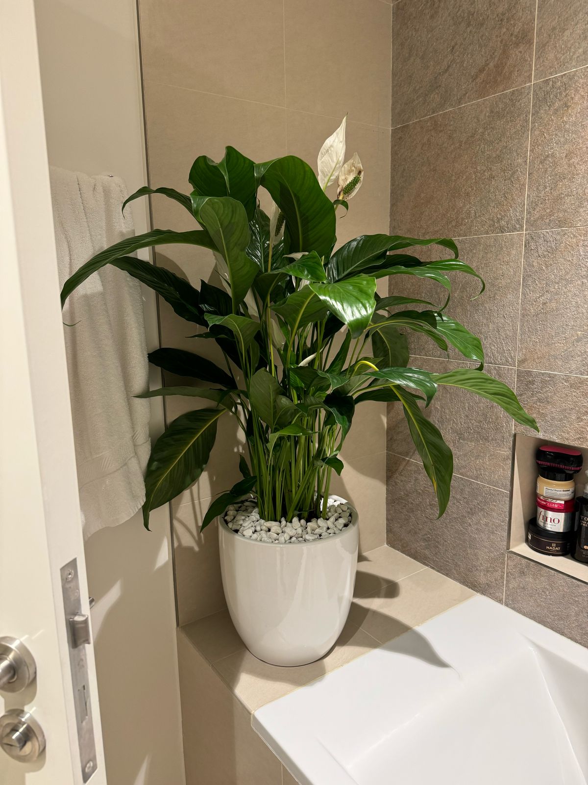 Large Peace Lily