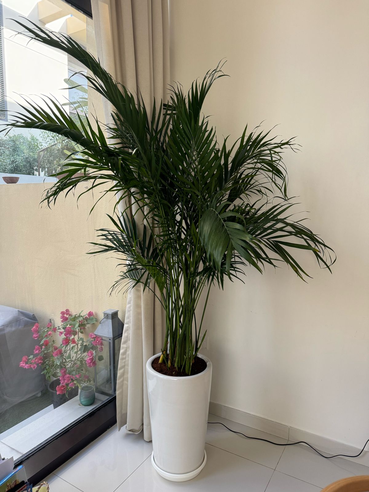 Kentia Palm - Large