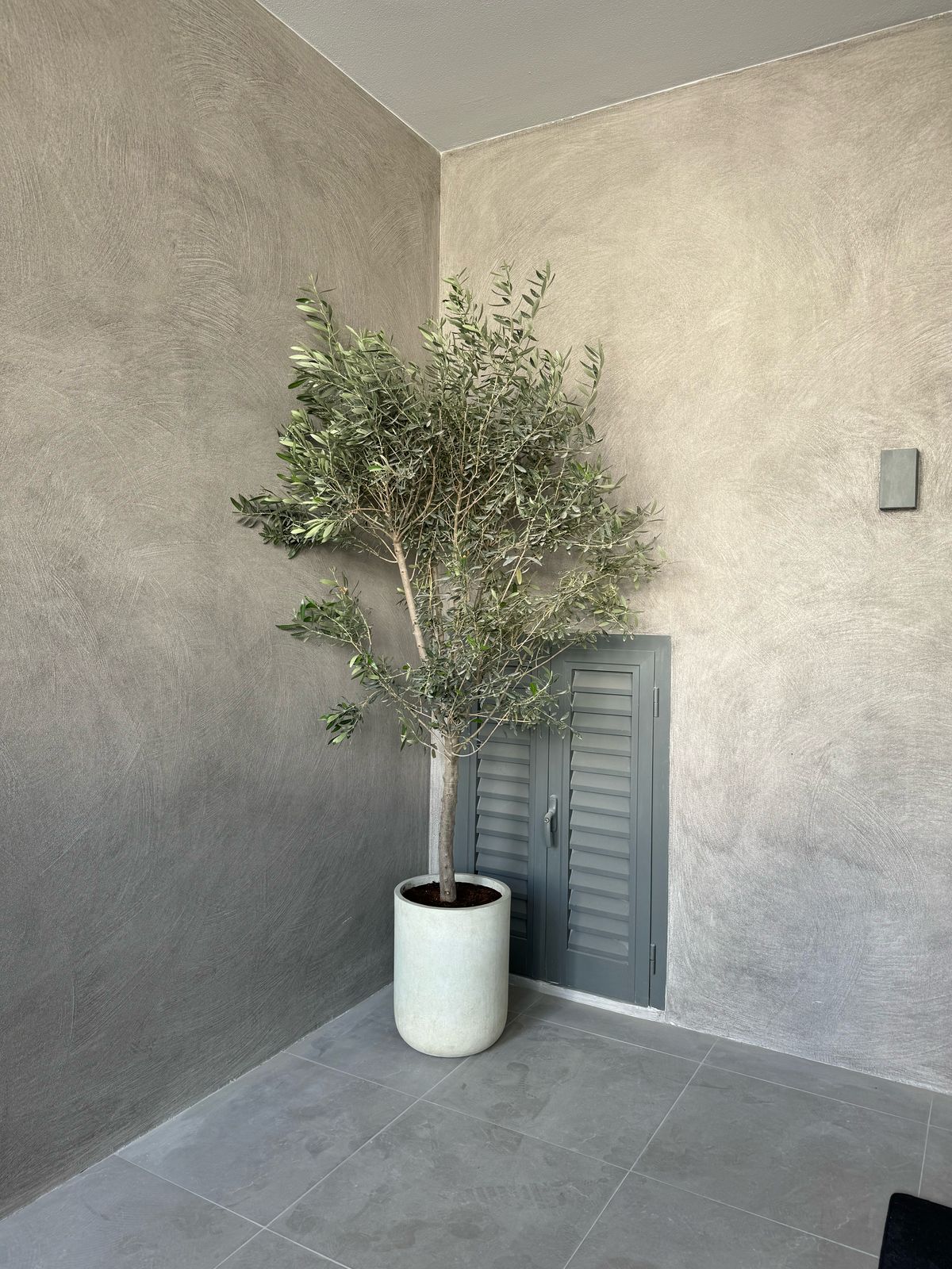 Olive Tree - Large