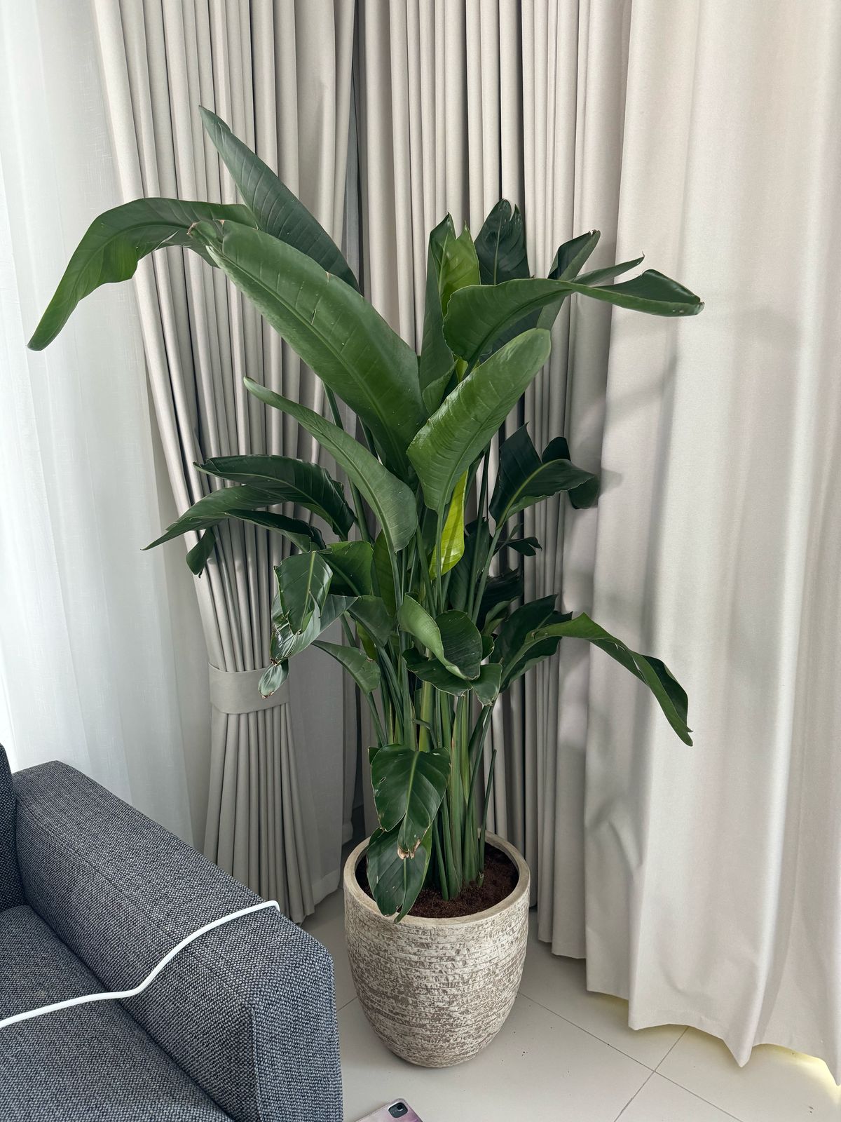 Bird Of Paradise - Stone Finish Pot