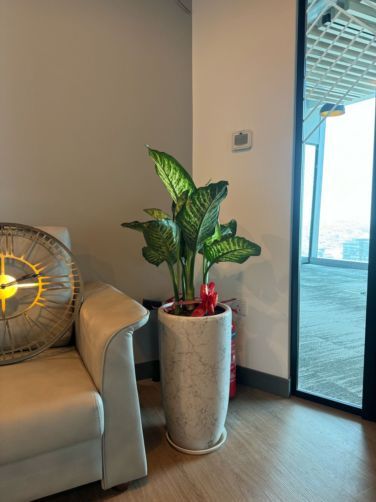 Dieffenbachia - Marble Pot