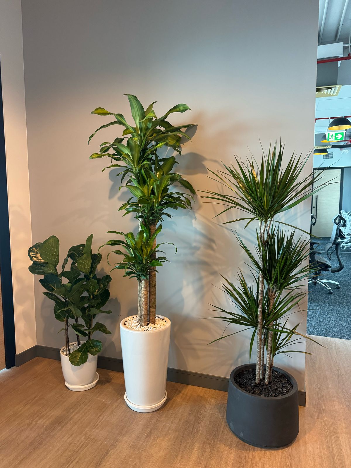 Elegant Office Plants Bundle