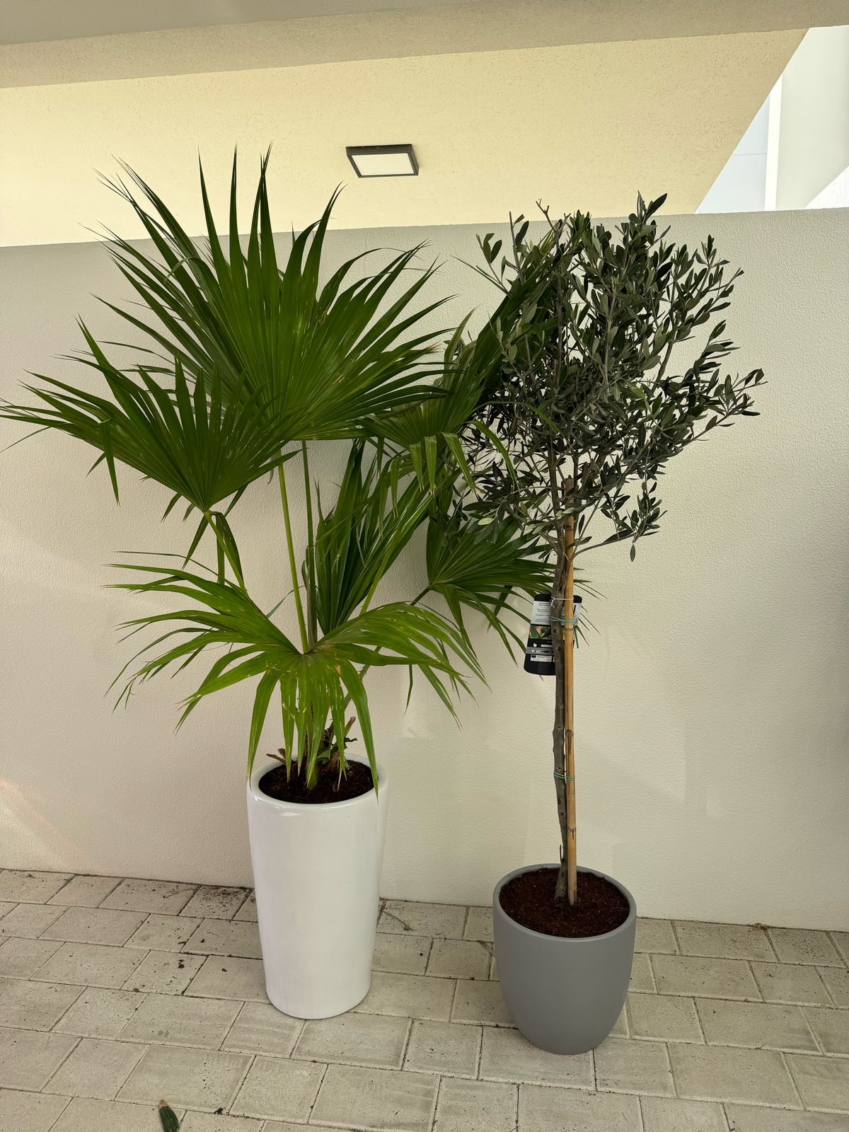 Olive Tree & Livistona Palm Duo