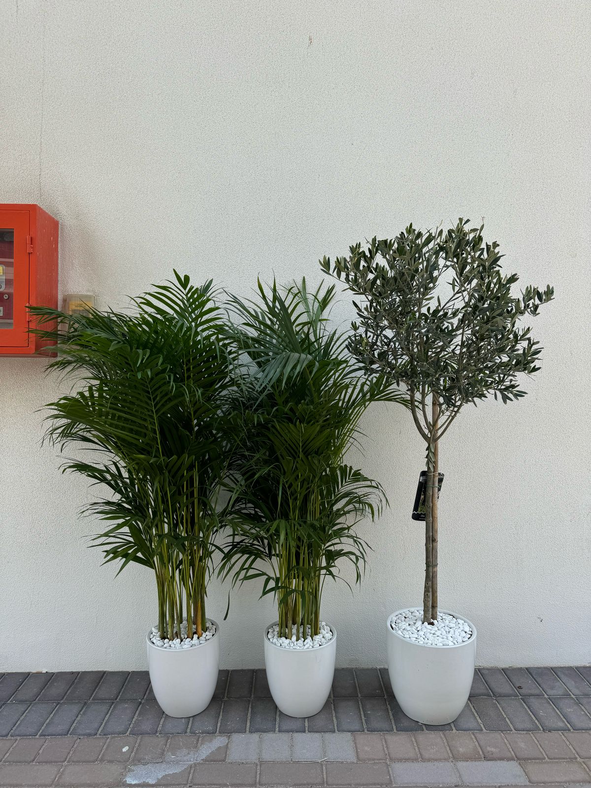 Olive & Areca Palms