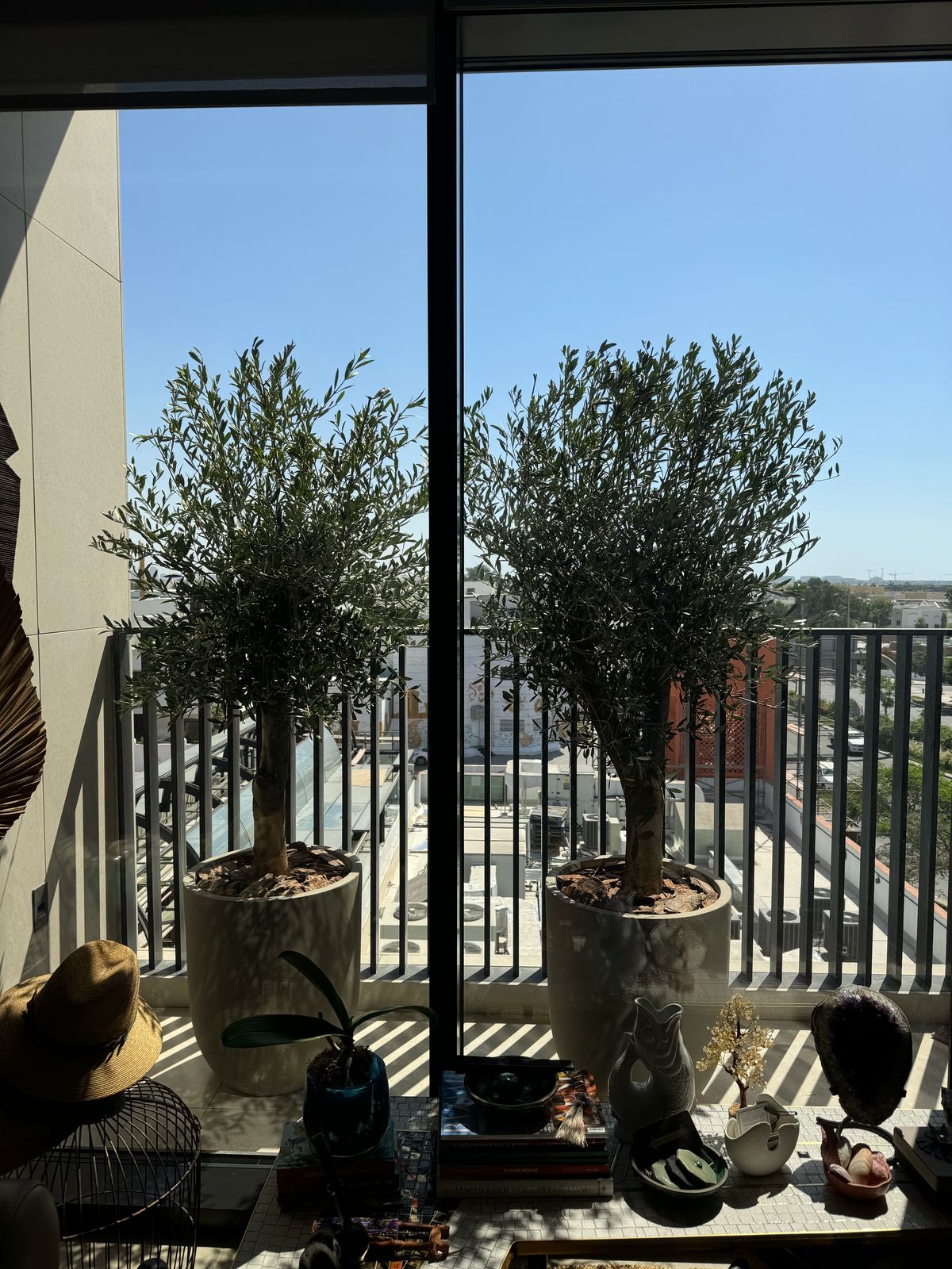 Olive tree - Tall Duo