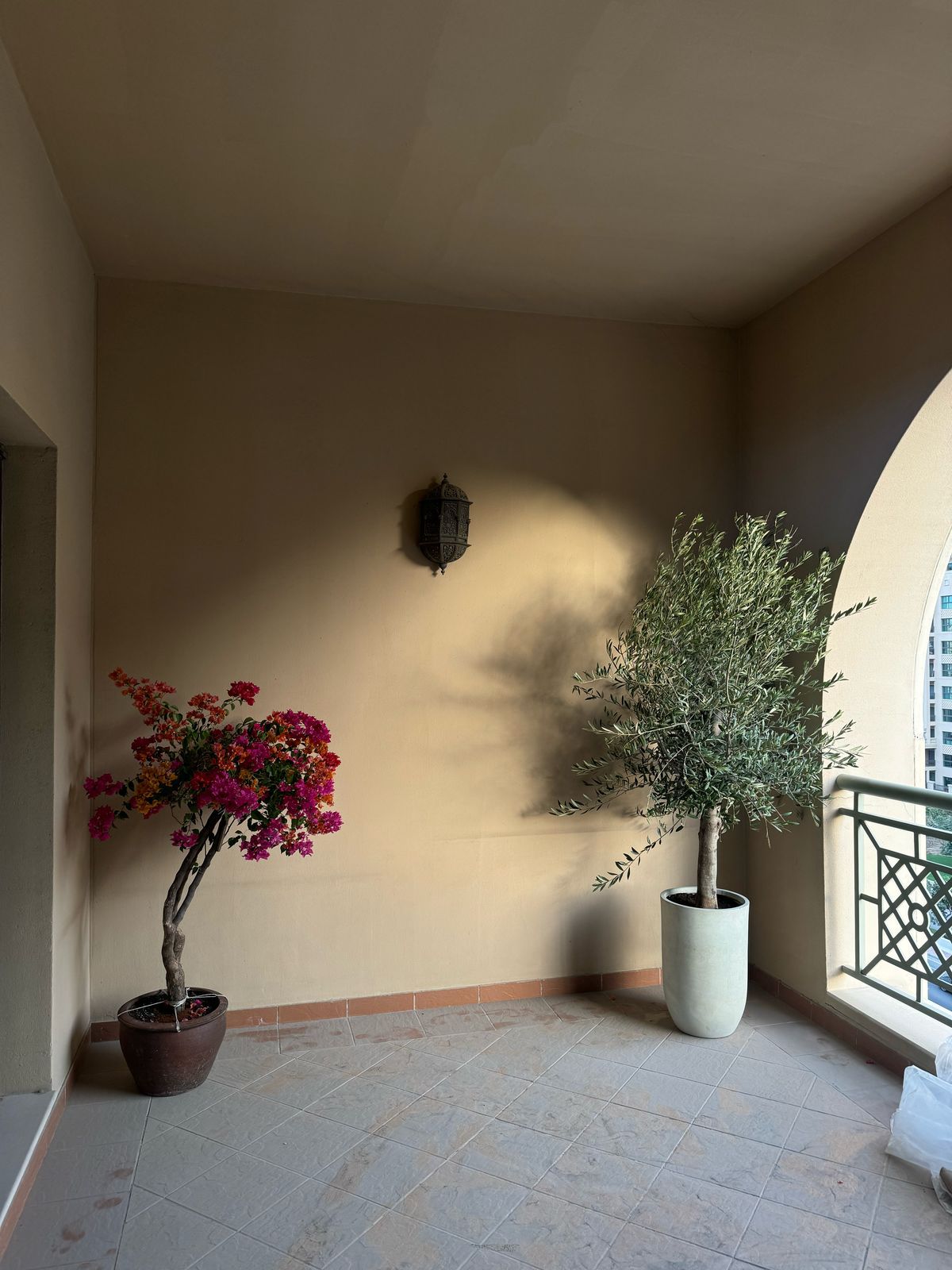 Olive and Bougainvilea Bundle