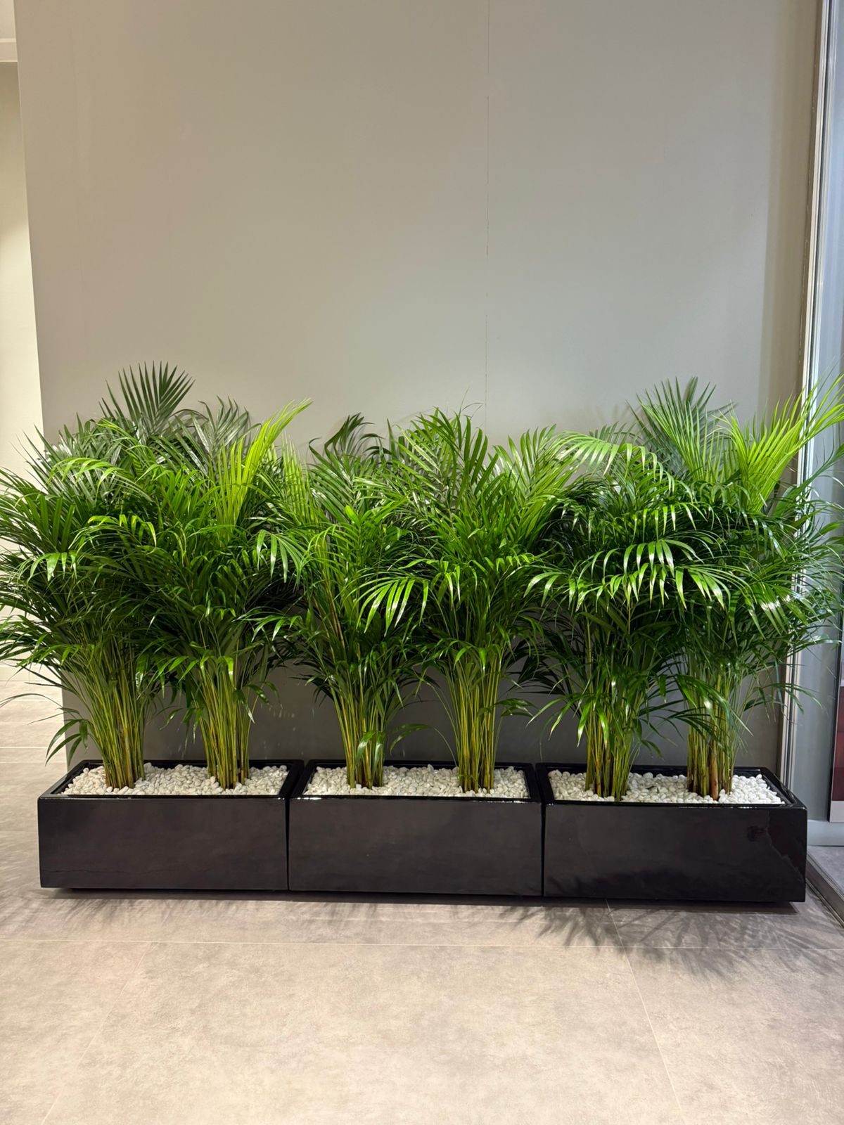 Areca Palm Arrangement For 3 - ( Premium Quality )