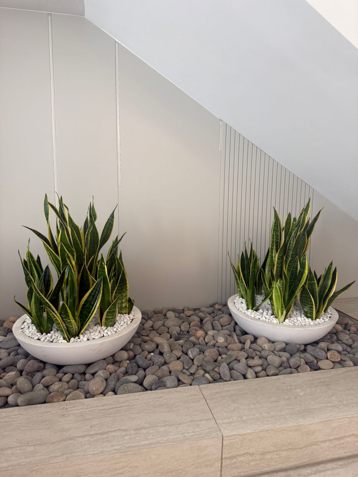 Multiple Snake Plant Arrangement