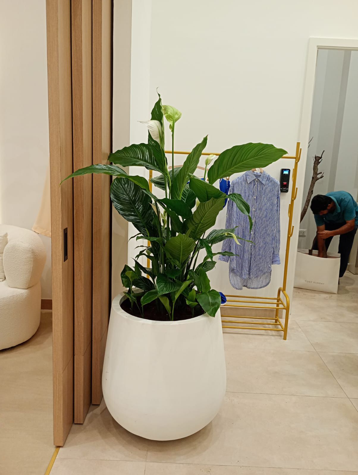 Large Peace Lily - Large Fiber Pot