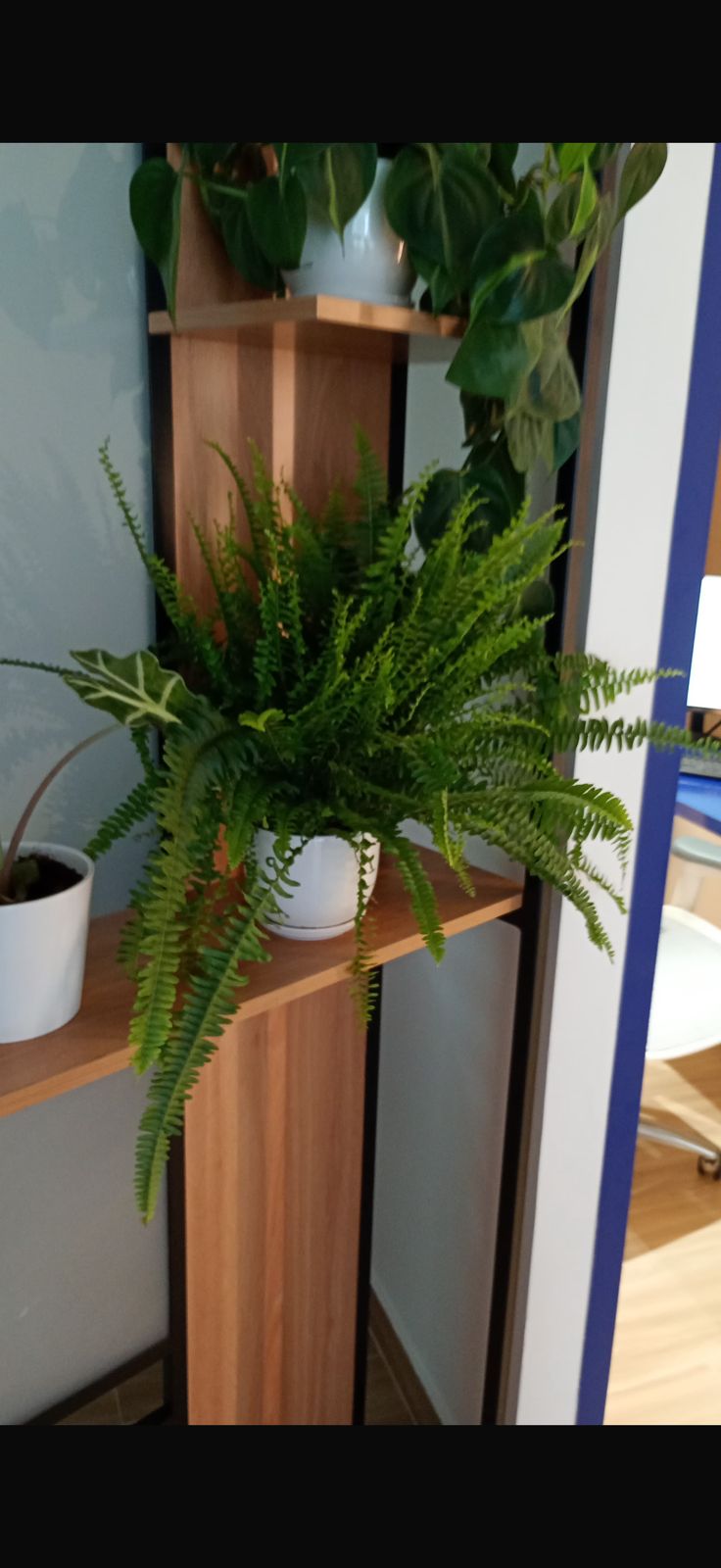 Boston Fern - Large