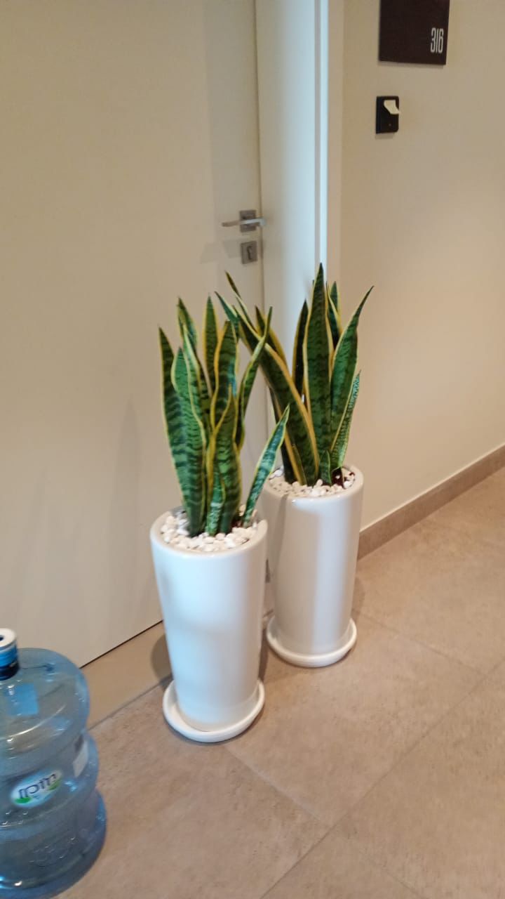 Snake Plant - Bundle of Two