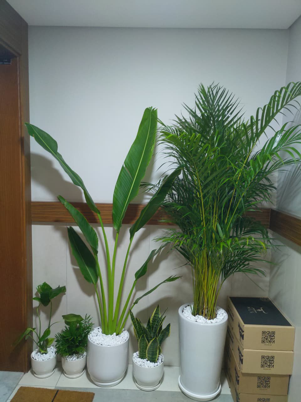 Tropical Set of 5 - Stylish and Elegant