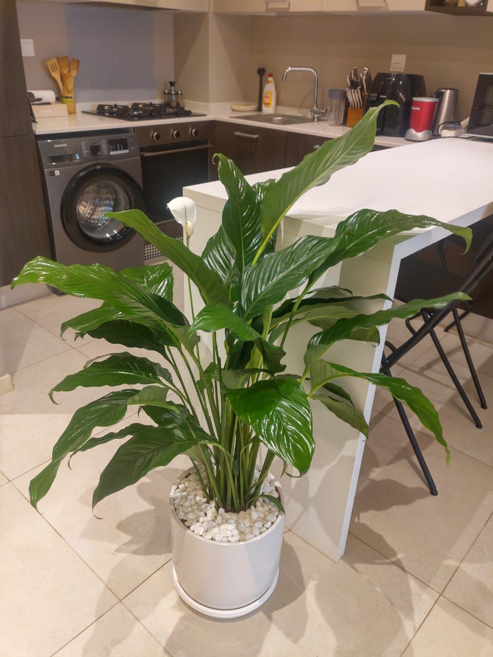 Large Peace Lily - Potted