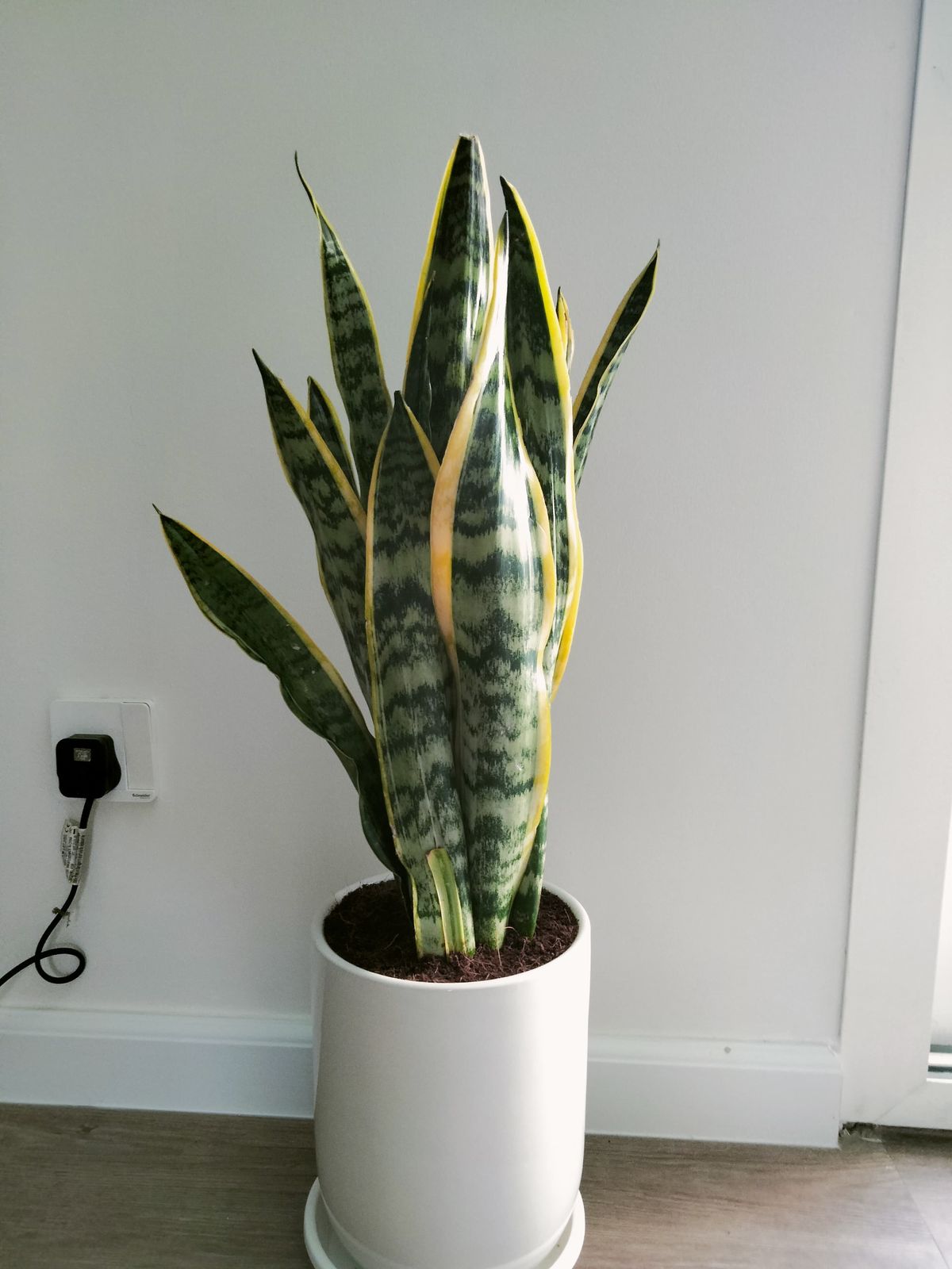 Snake Plant - Potted