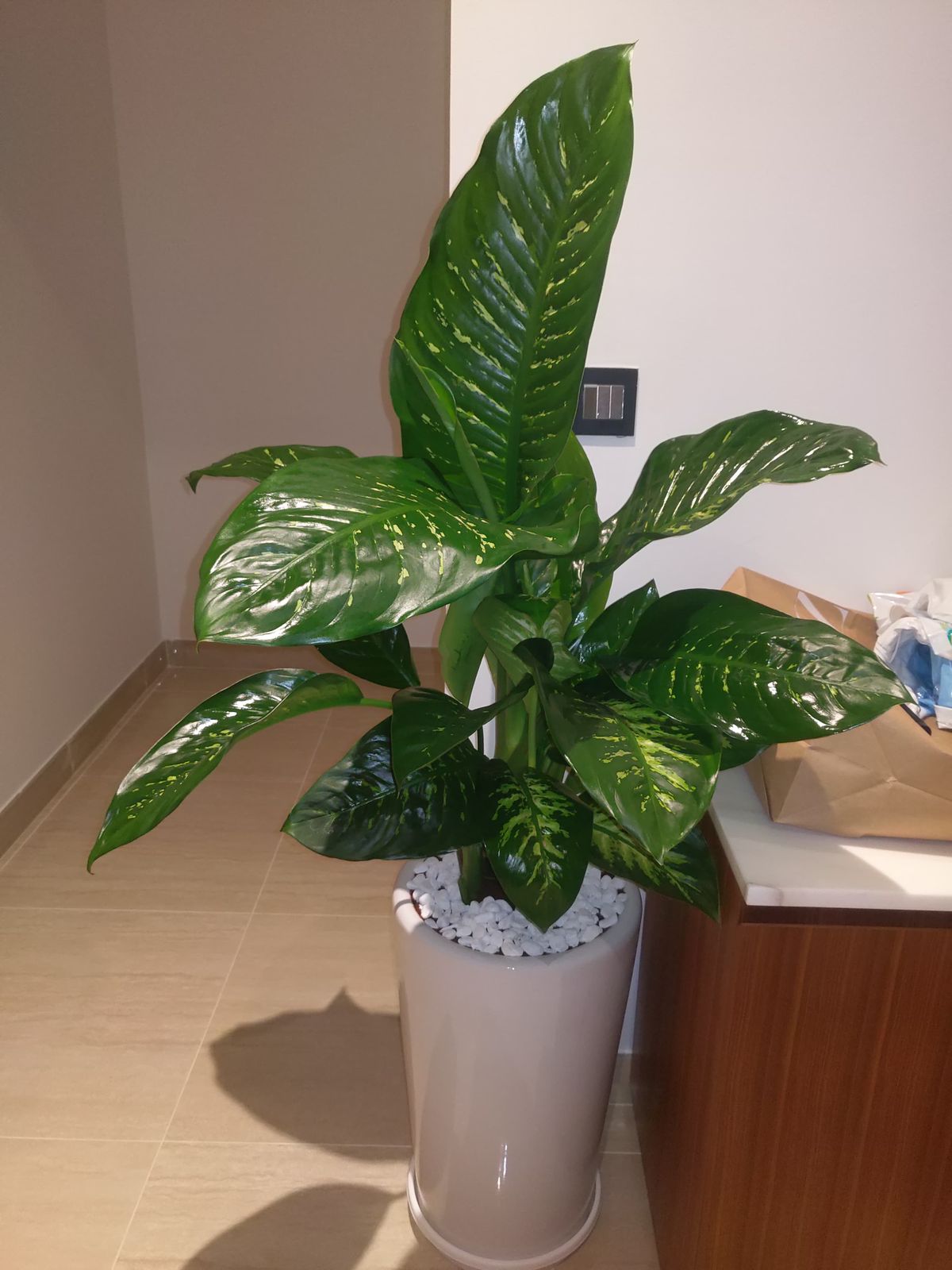 Dieffenbachia - Holland Quality