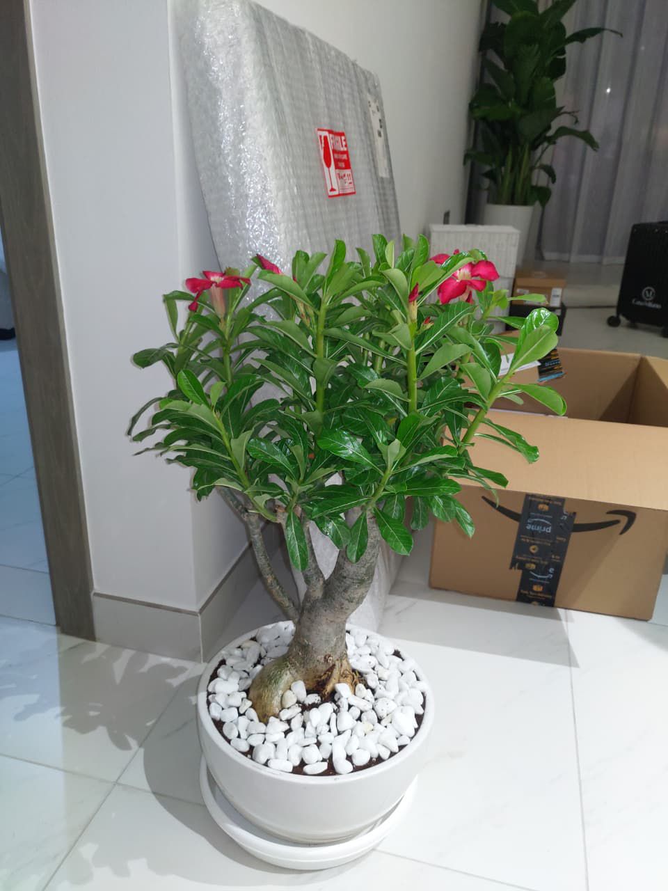 Desert Rose - Shallow Pot