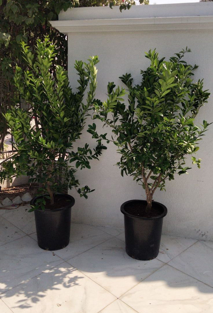 Lime - Medium ( Each )