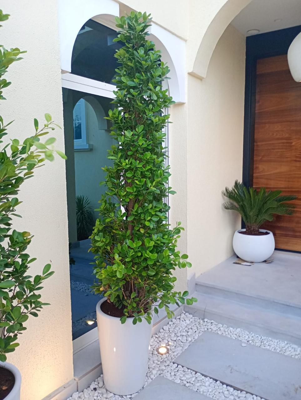 Ficus Cone  - Tall Pot