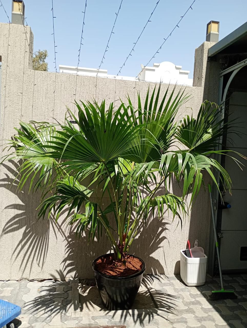 Livistonia Large - Terracotta