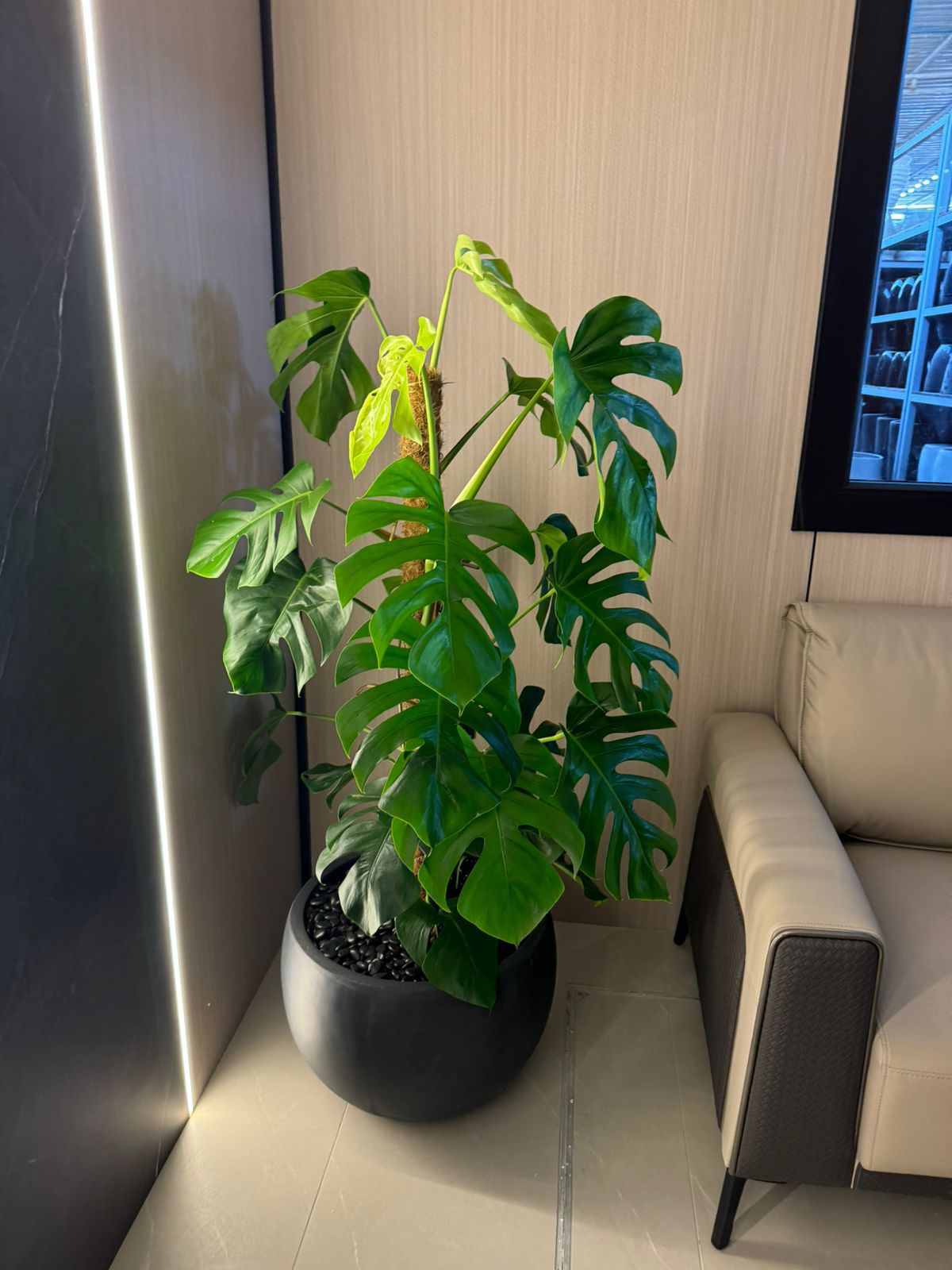 Monstera Large - Round Fiber Pot