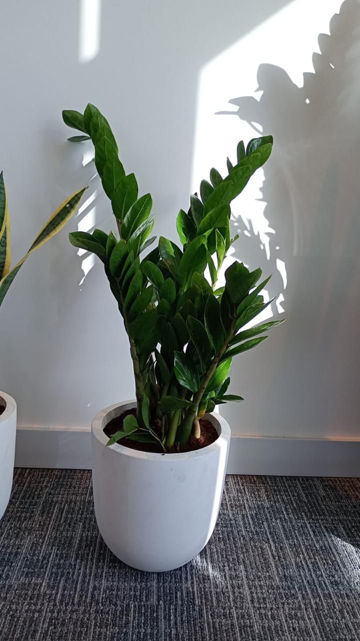 ZZ - Small Fiber Pot