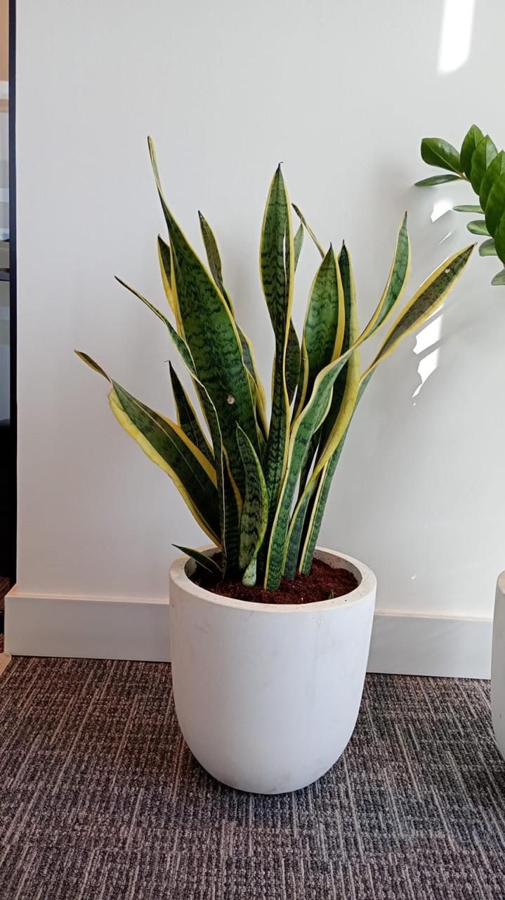 Snake Plant - Small Fiber